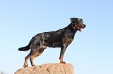 BEAUCERON 189